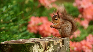 brown squirrel on brown wood log HD wallpaper