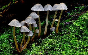 gray mushrooms and green grasses, coprinellus disseminatus