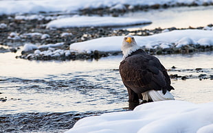 American Eagle near body of water HD wallpaper