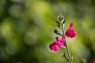 close up photography of pink Salvia flower HD wallpaper