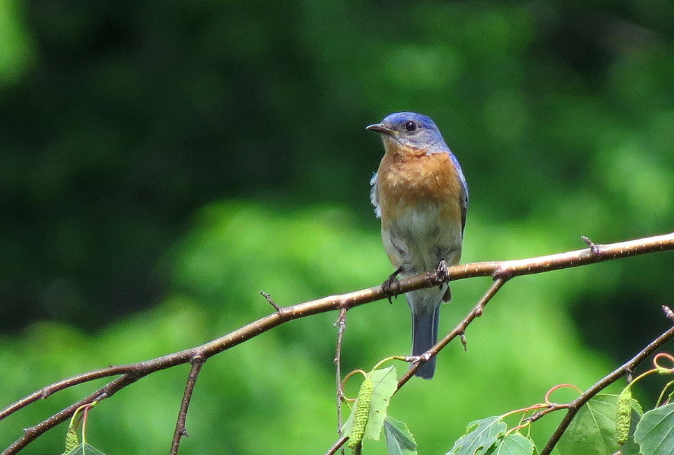 selective focus photography of bird perching on a tree twig, eastern bluebird HD wallpaper