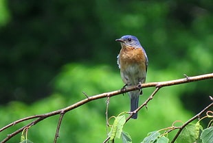 selective focus photography of bird perching on a tree twig, eastern bluebird
