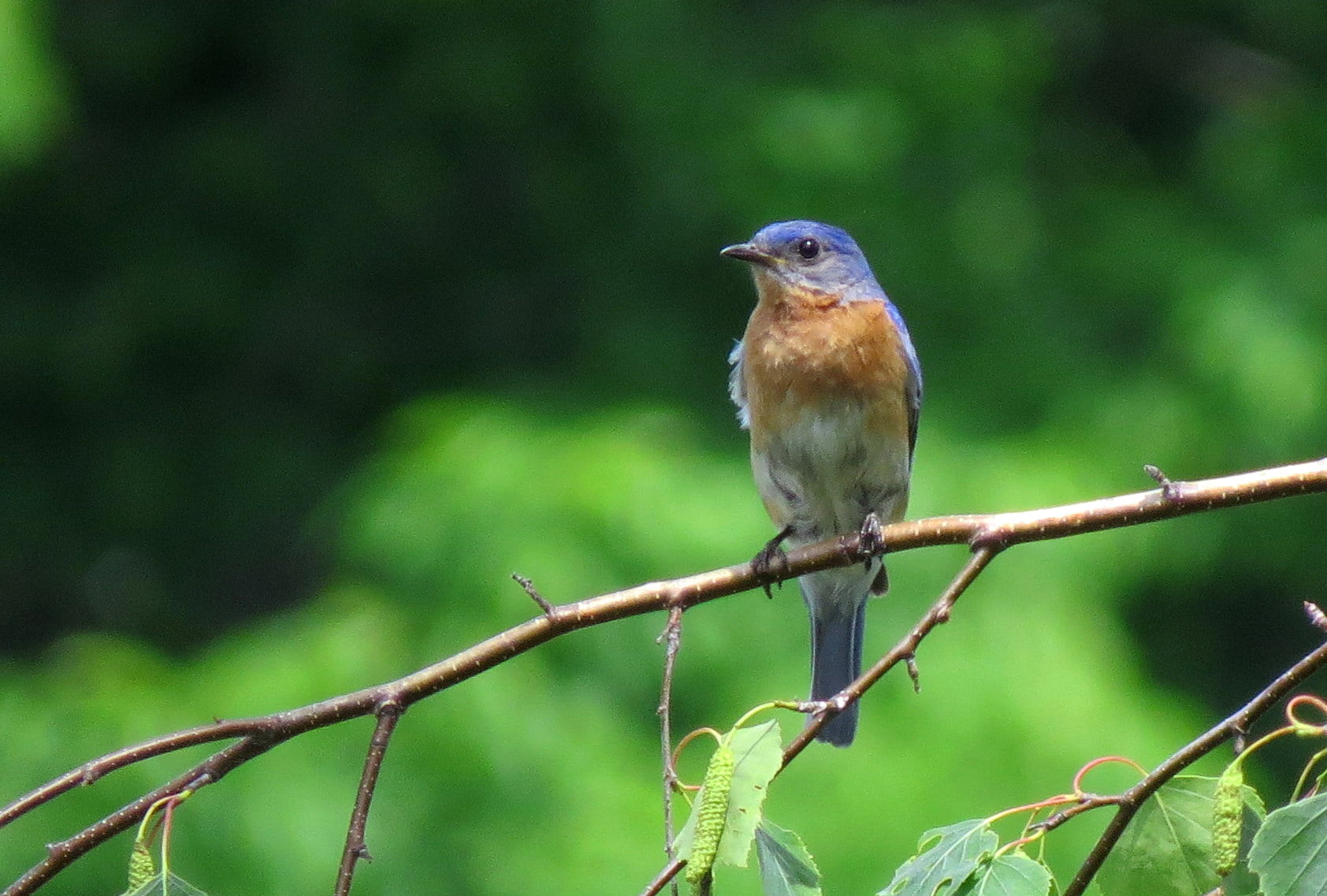 selective focus photography of bird perching on a tree twig, eastern bluebird