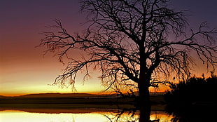 brown dried tree photo during yellow sunset