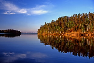 body of water surrounded with trees HD wallpaper