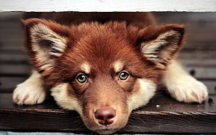 long-coated red and fawn puppy, puppies, dog, animals
