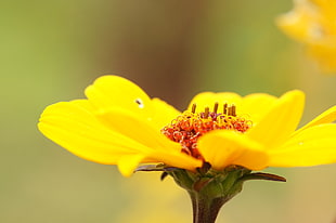 closeup photography of yellow petaled flowers