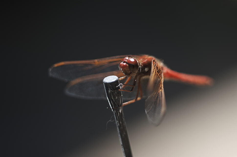 red Scarlet Darter in closeup photo HD wallpaper