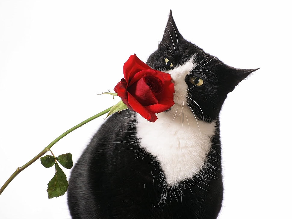 black and white cat smelling red roses HD wallpaper