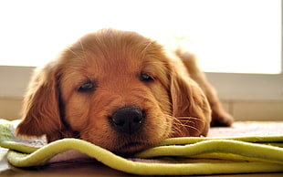 Golden Retriever puppy lying on green cushion