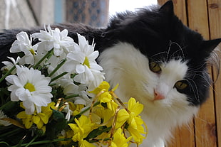 depth of field photography of Tuxedo cat