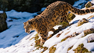 leopard on mountain covered by snow