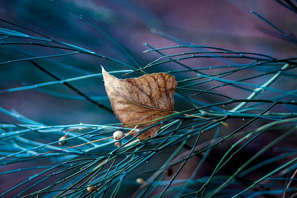brown leaf micro photography HD wallpaper