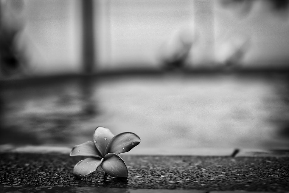 grayscale photography of plumeria HD wallpaper
