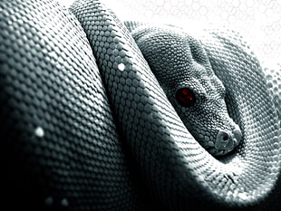 closeup photo of gray snake