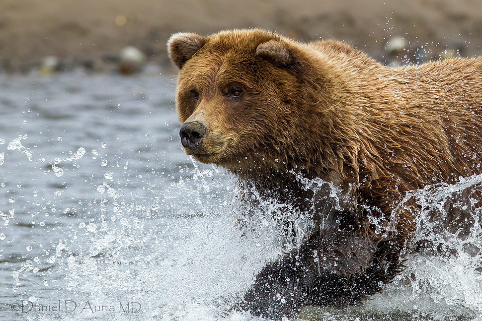 brown Bear on water HD wallpaper