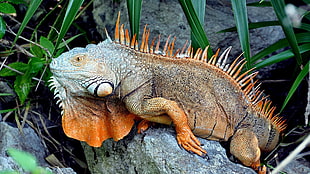 brown and gray komodo, reptiles, iguana HD wallpaper