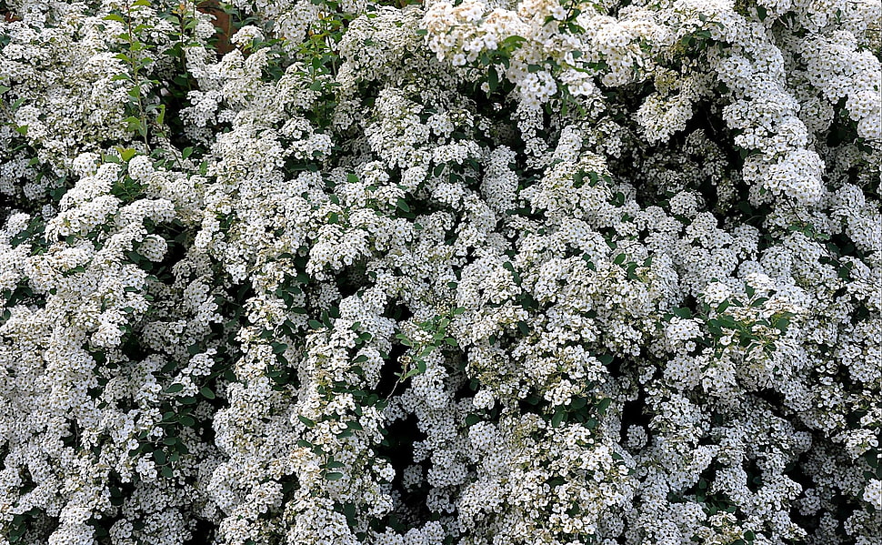 white petaled flowers at daytime HD wallpaper
