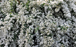 white petaled flowers at daytime HD wallpaper