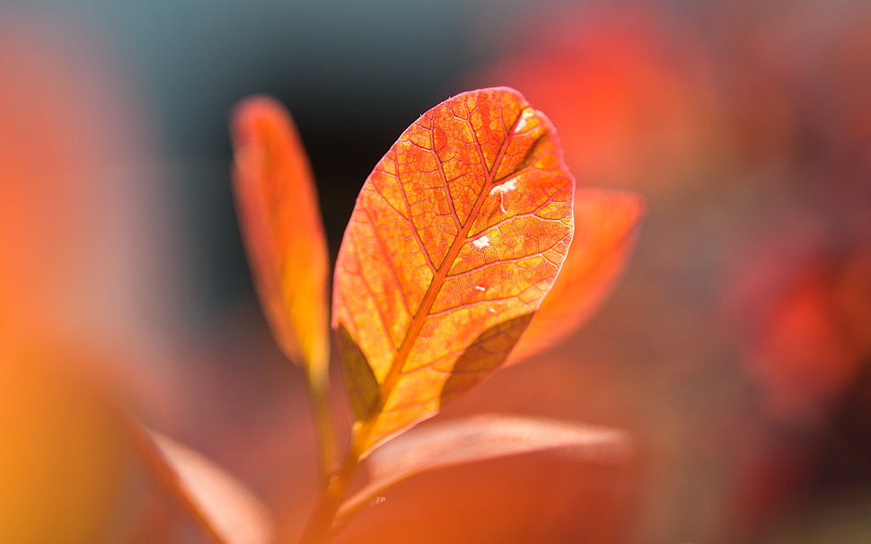 brown leaf, leaves, fall, nature, macro HD wallpaper