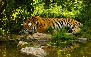 photograph of Tiger laying near body of water