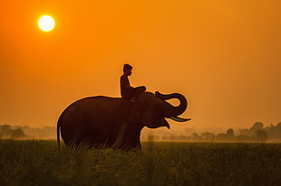 boy on elephant during sunset