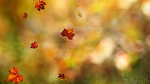 shallow focus of brown leaves