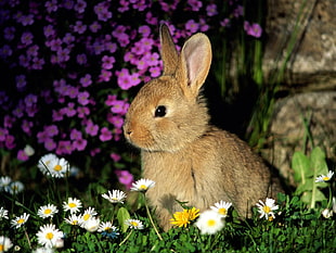 brown bunny surrounded with white daisies and purple petal flowers