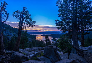 low light photography of trees with lake