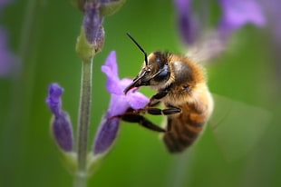 closeup photography of Honey Bee on purple flower during daytime HD wallpaper