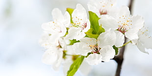 shallow focus photography of white flowers HD wallpaper