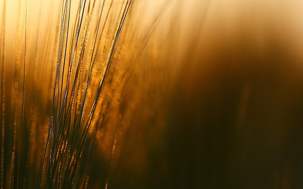 Grass,  Shade,  Shape,  Wind HD wallpaper
