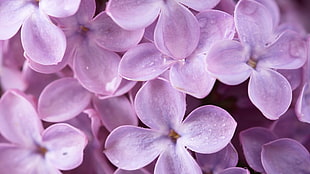 purple flowers HD wallpaper