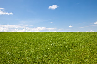 green grass field with stratus clouds, wiese HD wallpaper