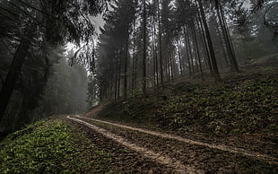 brown pathway between trees, Germany, forest, road, mist
