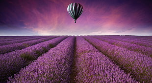 lavender field and white and black hot air balloon, hot air balloons, field, lavender, purple flowers HD wallpaper