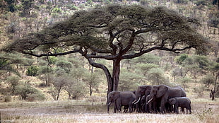 black elephant, landscape, elephant, savannah
