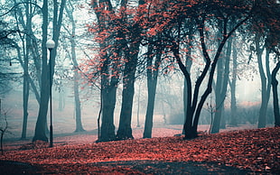 photo of forest during autumn season