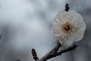 selective photo of white flower