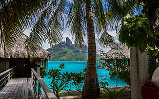 green coconut tree, nature, landscape, tropical, island HD wallpaper