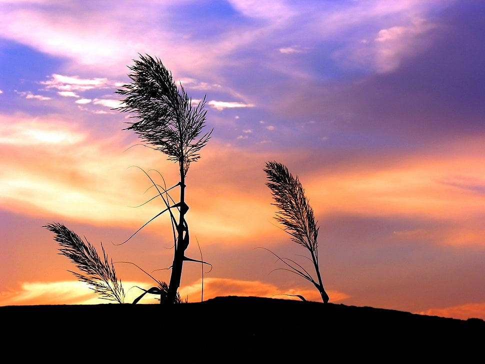 black and white feather pendant, grass, landscape, sunset, clouds HD wallpaper