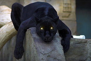 black panther on concrete stone