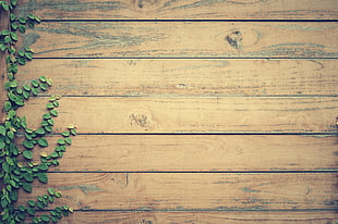 vine on brown wooden pallet board HD wallpaper