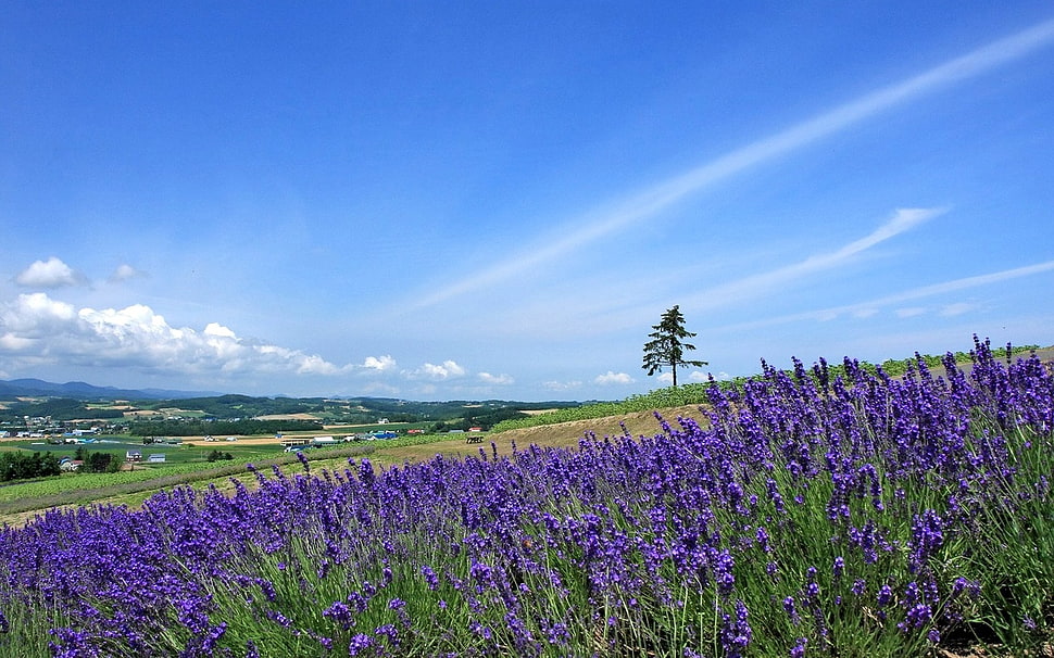 landscape photography of lavender field HD wallpaper