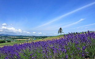 landscape photography of lavender field HD wallpaper