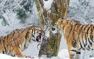 two brown-and-black tigers, tiger, winter, snow, animals