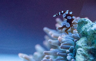 brown and blue sea creature on white coral