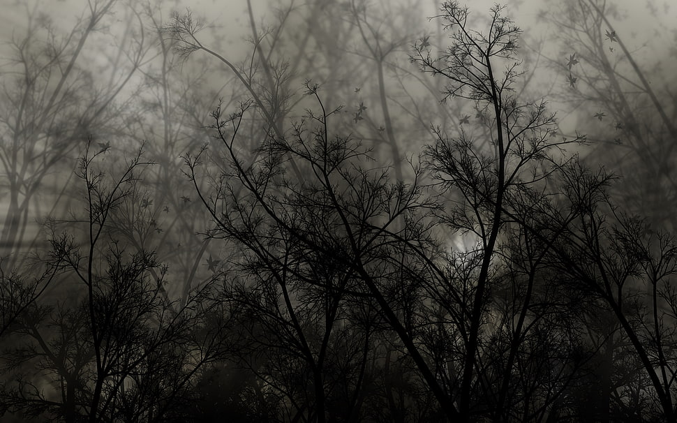 bare tree silhouette HD wallpaper