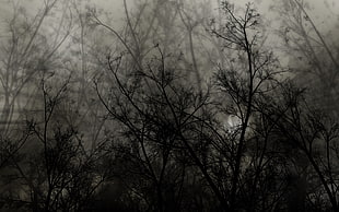 bare tree silhouette