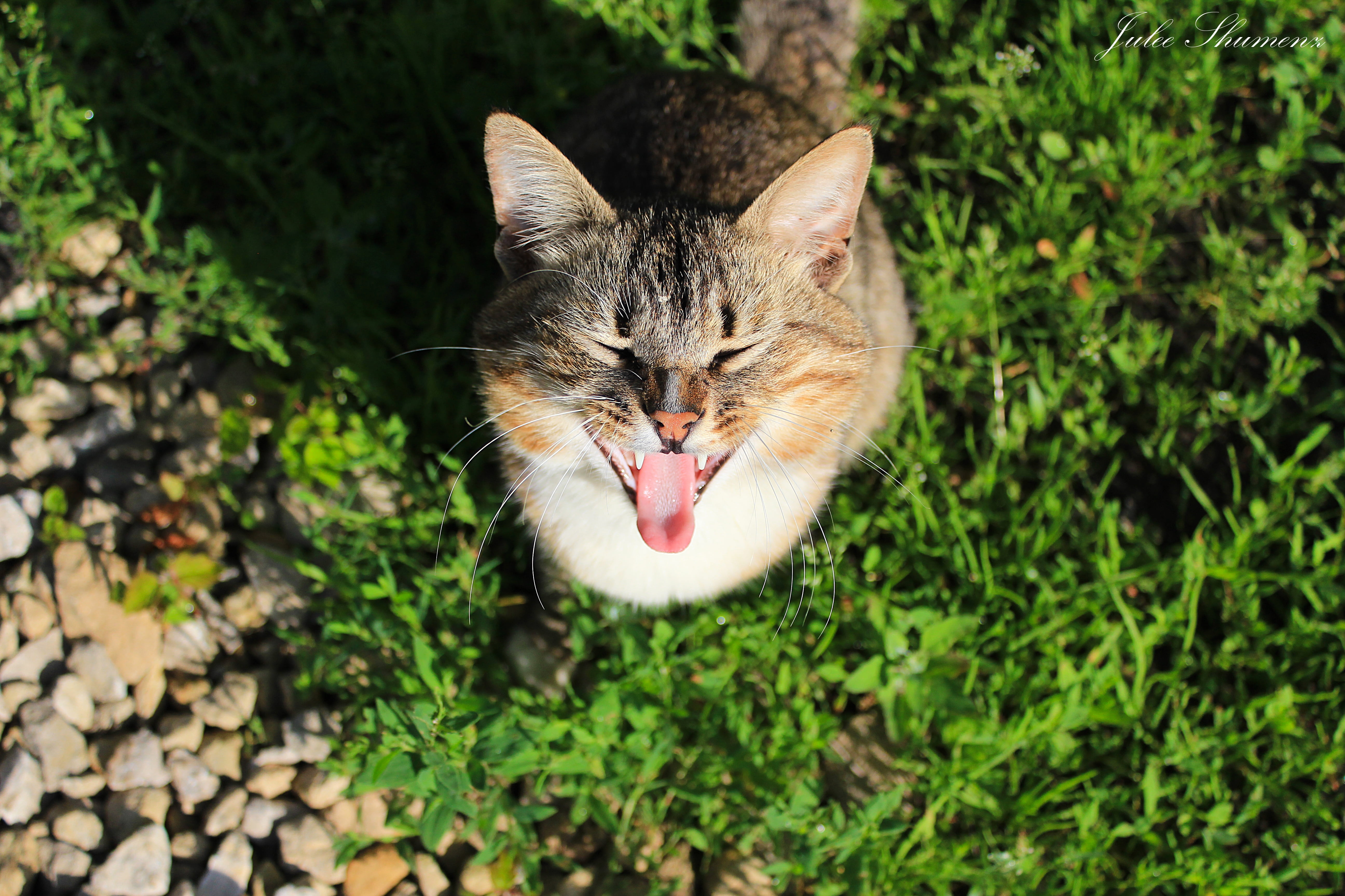 Звуки орущих котов слушать. Кот в траве. Кот зевает. Котик на травке. Крики котов.